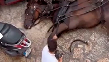 Cinco organizaciones se manifiestan en Palma contra las calesas de caballos