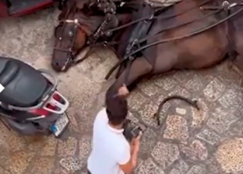Cinco organizaciones se manifiestan en Palma contra las calesas de caballos