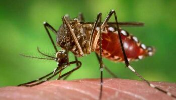 Bangladesh reporta récord de muertes por dengue en septiembre