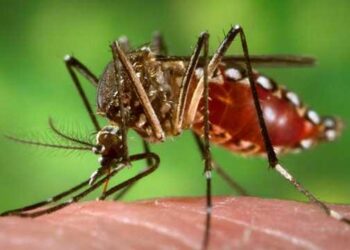 Bangladesh reporta récord de muertes por dengue en septiembre