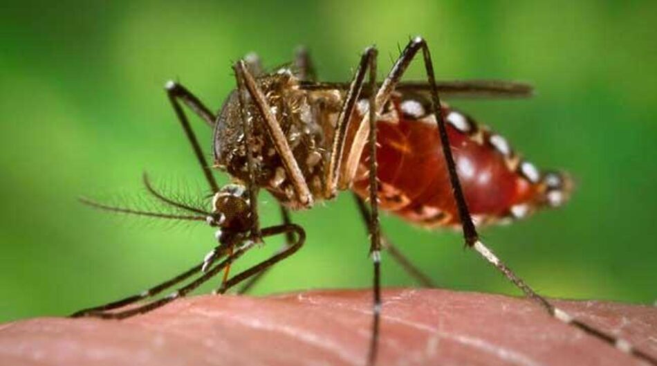 Bangladesh reporta récord de muertes por dengue en septiembre