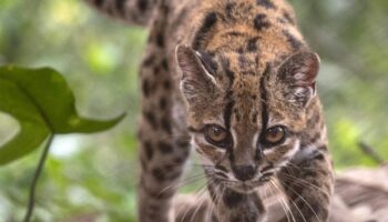 Descubren en Bolivia una nueva especie de felino, la primera en más de un siglo