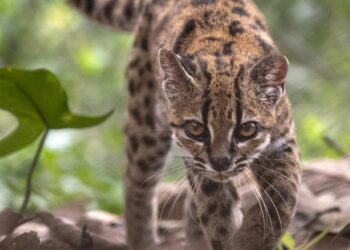 Descubren en Bolivia una nueva especie de felino, la primera en más de un siglo