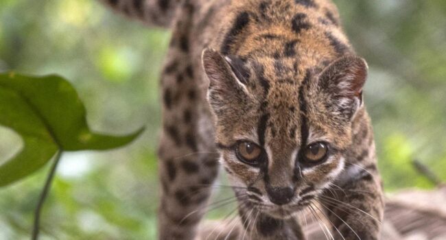 Descubren en Bolivia una nueva especie de felino, la primera en más de un siglo
