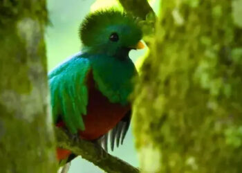 Día Nacional del Quetzal, Guatemala honrará a su ave símbolo