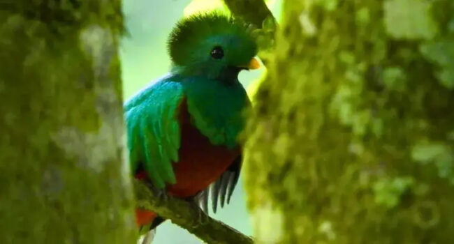 Día Nacional del Quetzal, Guatemala honrará a su ave símbolo
