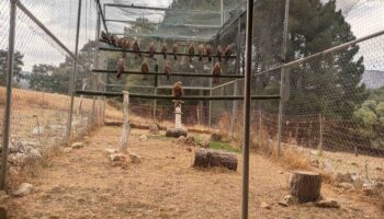GREFA avanza en la reintroducción del milano real en Andalucía con el traslado de 24 ejemplares a Cazorla