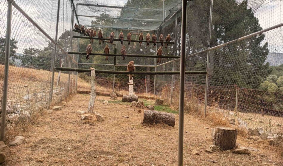 GREFA avanza en la reintroducción del milano real en Andalucía con el traslado de 24 ejemplares a Cazorla