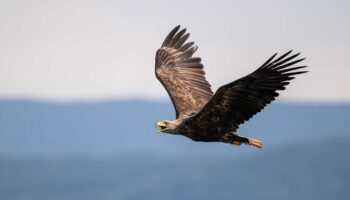 El Proyecto Pigargo alcanza un nuevo hito con el nacimiento de tres pollos en el norte de España