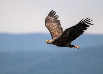 El Proyecto Pigargo alcanza un nuevo hito con el nacimiento de tres pollos en el norte de España
