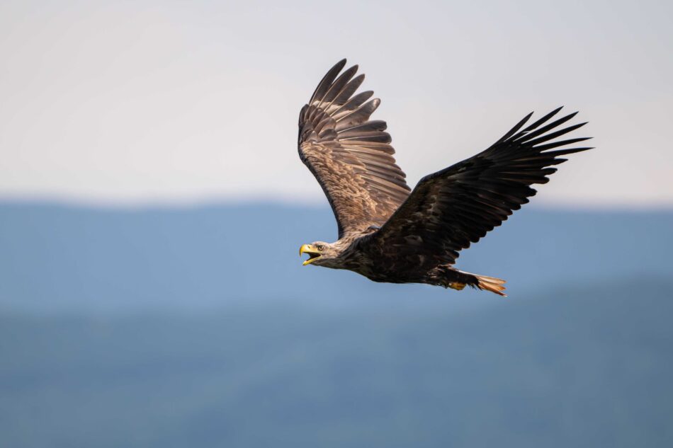 El Proyecto Pigargo alcanza un nuevo hito con el nacimiento de tres pollos en el norte de España