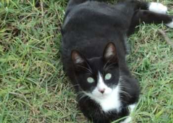 Esquerda Unida apoia a mobilización cidadá deste domingo e pide aos concellos que cumpran la Lei de Protección Animal na xestión das colonias felinas