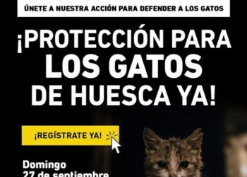 AnimaNaturalis y PACMA se concentran en Huesca para denunciar el abandono municipal de las colonias felinas