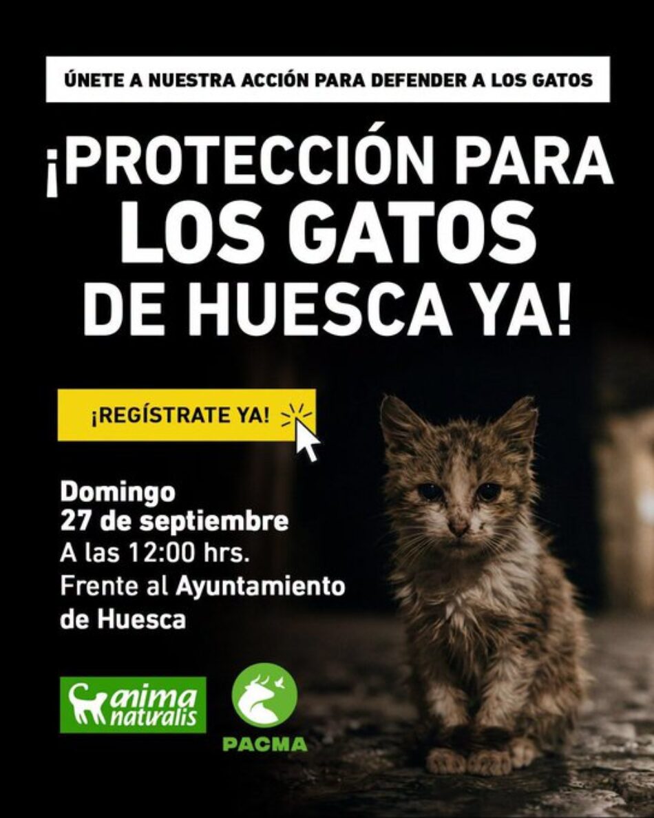 AnimaNaturalis y PACMA se concentran en Huesca para denunciar el abandono municipal de las colonias felinas