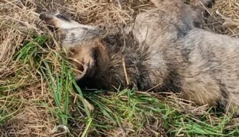 Aparece un lobo muerto en extrañas circunstancias en Castropol