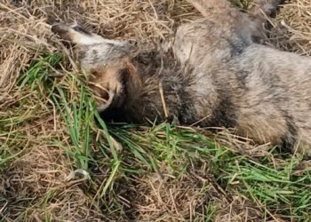 Aparece un lobo muerto en extrañas circunstancias en Castropol