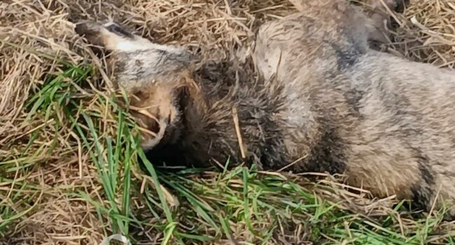 Aparece un lobo muerto en extrañas circunstancias en Castropol