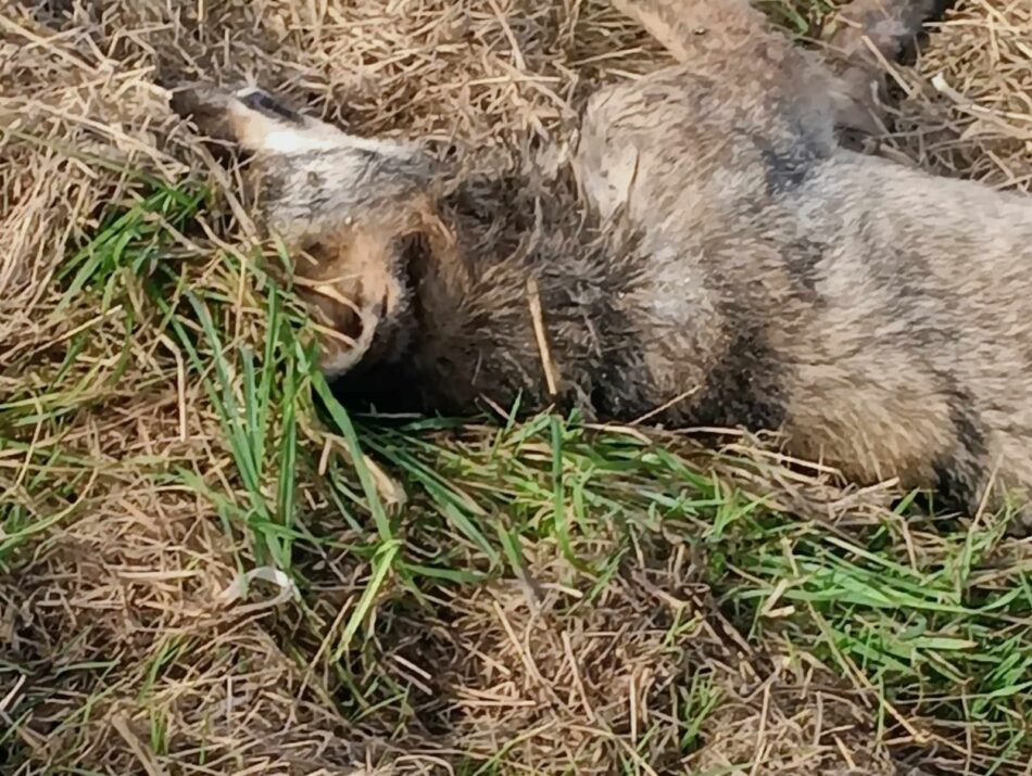 Aparece un lobo muerto en extrañas circunstancias en Castropol