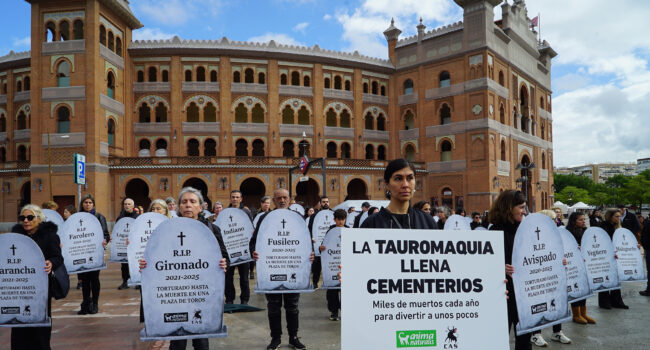 Activistas llevarán lápidas con los nombres de toros muertos a las puertas del Ayuntamiento de Murcia