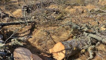 Ecologistas Zamora califica de irresponsables las declaraciones del presidente de la Diputación de Zamora y solicita a la Junta de Castilla y León una mayor vigilancia en la tala de árboles