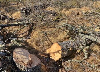 Ecologistas Zamora califica de irresponsables las declaraciones del presidente de la Diputación de Zamora y solicita a la Junta de Castilla y León una mayor vigilancia en la tala de árboles