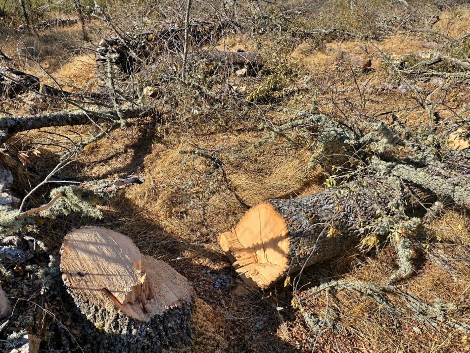 Ecologistas Zamora califica de irresponsables las declaraciones del presidente de la Diputación de Zamora y solicita a la Junta de Castilla y León una mayor vigilancia en la tala de árboles