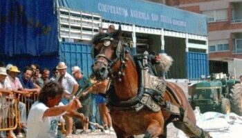 Activistas por los derechos animales exigen en Valencia el fin del tiro y arrastre frente al Ayuntamiento