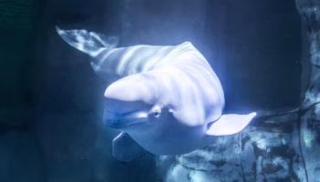 Exigen acabar con la cautividad de cetáceos en España tras la muerte en el Oceanogràfic de Valencia de Jelly Bean, la beluga “rescatada” de Marineland Canadá