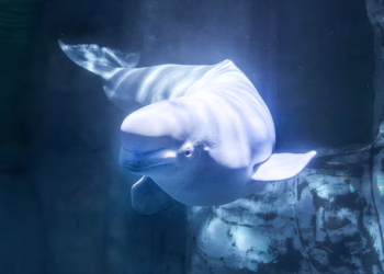 Exigen acabar con la cautividad de cetáceos en España tras la muerte en el Oceanogràfic de Valencia de Jelly Bean, la beluga “rescatada” de Marineland Canadá