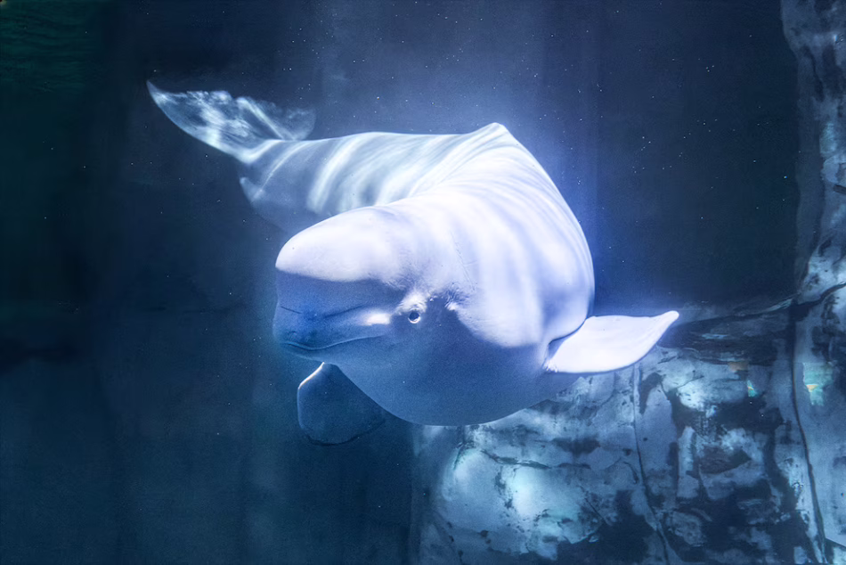 Exigen acabar con la cautividad de cetáceos en España tras la muerte en el Oceanogràfic de Valencia de Jelly Bean, la beluga “rescatada” de Marineland Canadá