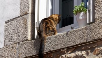 El Partido Verde reclama que convivir con animales no sea una barrera para acceder a una vivienda