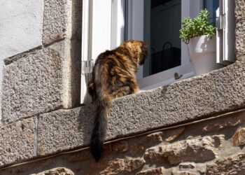 El Partido Verde reclama que convivir con animales no sea una barrera para acceder a una vivienda