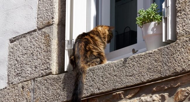 El Partido Verde reclama que convivir con animales no sea una barrera para acceder a una vivienda