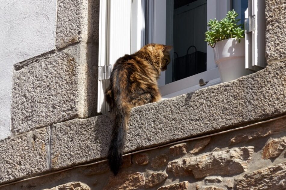 El Partido Verde reclama que convivir con animales no sea una barrera para acceder a una vivienda