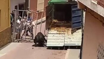 ANPBA solicita una exhaustiva investigación administrativa sobre la muerte de un toro, a tiros, en las fiestas de Gátova (Valencia)