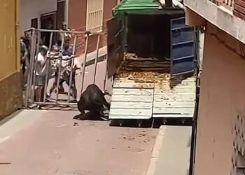 ANPBA solicita una exhaustiva investigación administrativa sobre la muerte de un toro, a tiros, en las fiestas de Gátova (Valencia)
