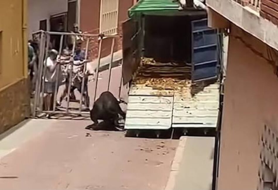 ANPBA solicita una exhaustiva investigación administrativa sobre la muerte de un toro, a tiros, en las fiestas de Gátova (Valencia)