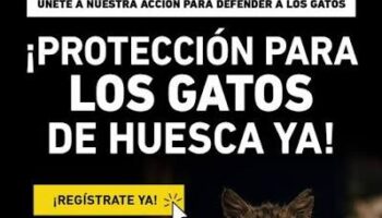 AnimaNaturalis y PACMA se concentran en Huesca para denunciar el abandono municipal de las colonias felinas