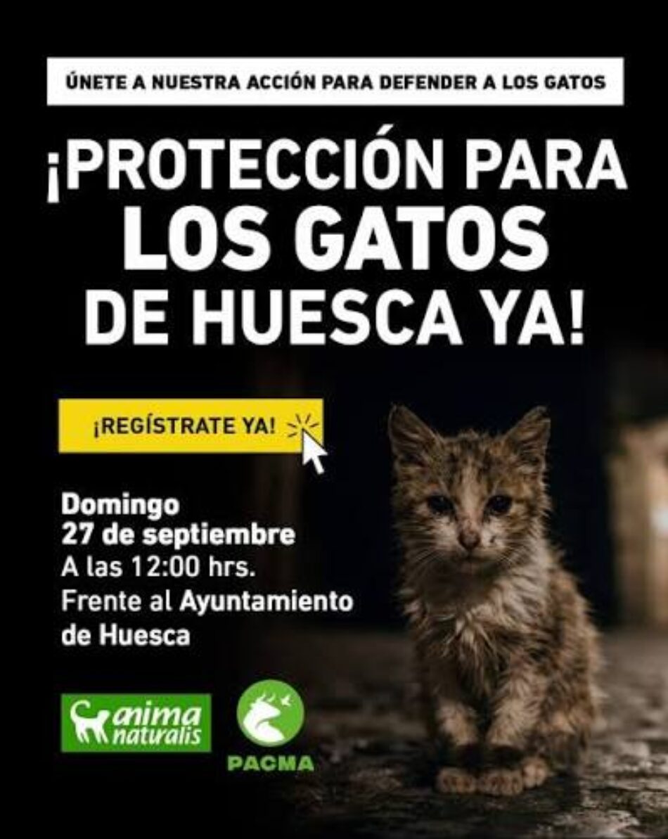 AnimaNaturalis y PACMA se concentran en Huesca para denunciar el abandono municipal de las colonias felinas