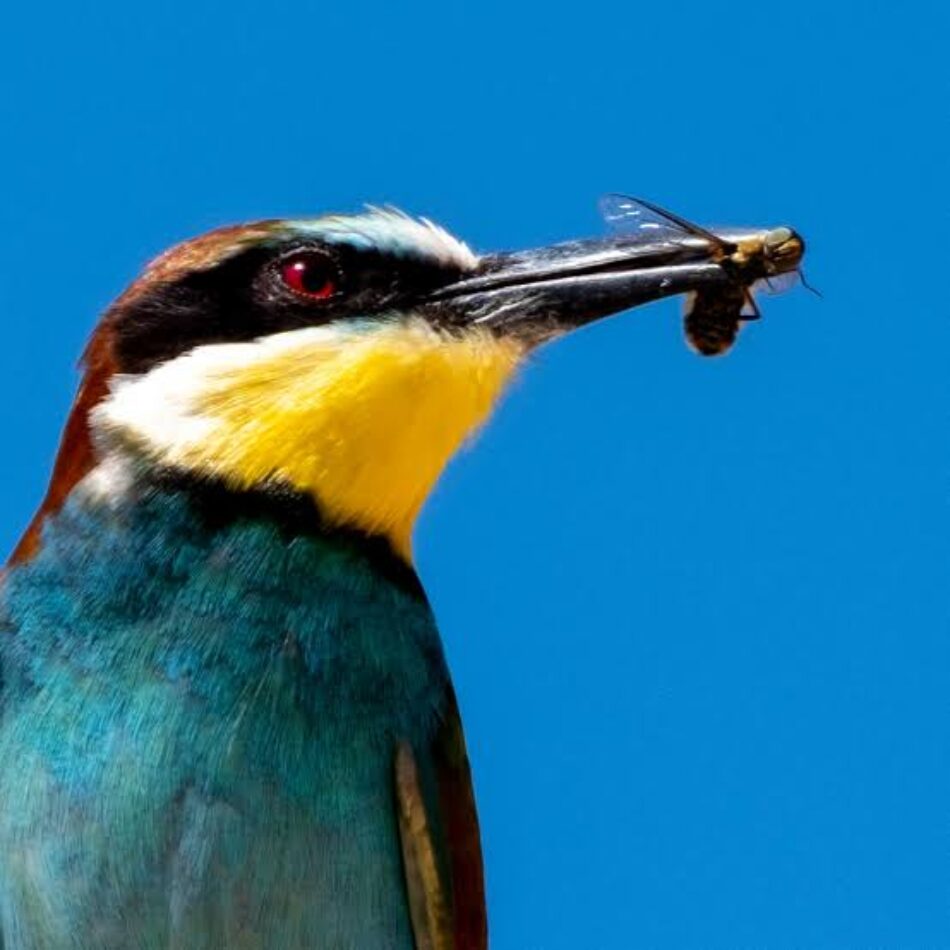 Critican que el abejaruco sea cabeza de turco cuando haya primaveras horribles