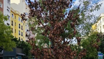Ecologistas en Acción de Madrid alerta del mal estado del arbolado urbano madrileño por la falta de riego