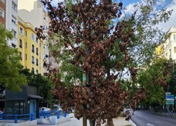 Ecologistas en Acción de Madrid alerta del mal estado del arbolado urbano madrileño por la falta de riego
