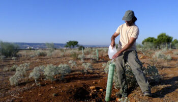 Reforesta lanza «Contra el Fuego, Contra la Desinformación» para combatir los bulos sobre los incendios forestales 