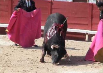 ASANDA: «La tauromaquia no puede tener carta blanca en la universidad»