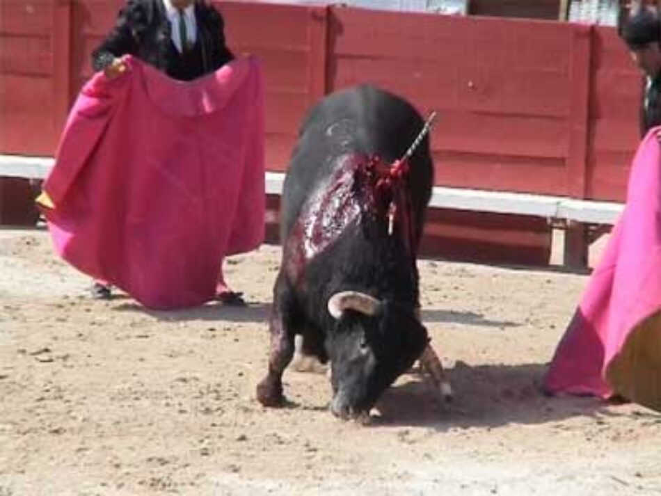 ASANDA: «La tauromaquia no puede tener carta blanca en la universidad»