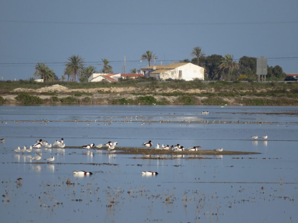La Asociación de Amigos de los Humedales del sur de Alicante (AHSA) denuncia que se cumplen tres años sin reuniones de las Juntas Rectoras en los parques naturales