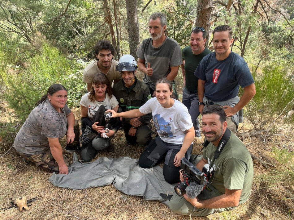 Doce jóvenes buitres han sido equipados con emisor GPS en una temporada reproductora de récord en la Sierra de la Demanda