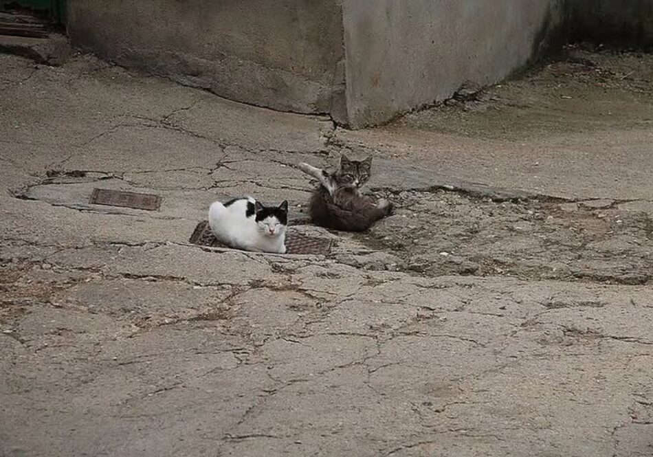 Denuncian que EULEN retira comida y agua a gatos abandonados mientras el Ayuntamiento de Salamanca se niega a rescatarlos