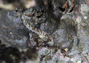 El microbioma, una posible clave en la evolución de los peces hacia la vida terrestre