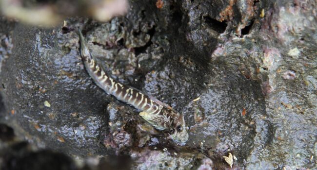 El microbioma, una posible clave en la evolución de los peces hacia la vida terrestre